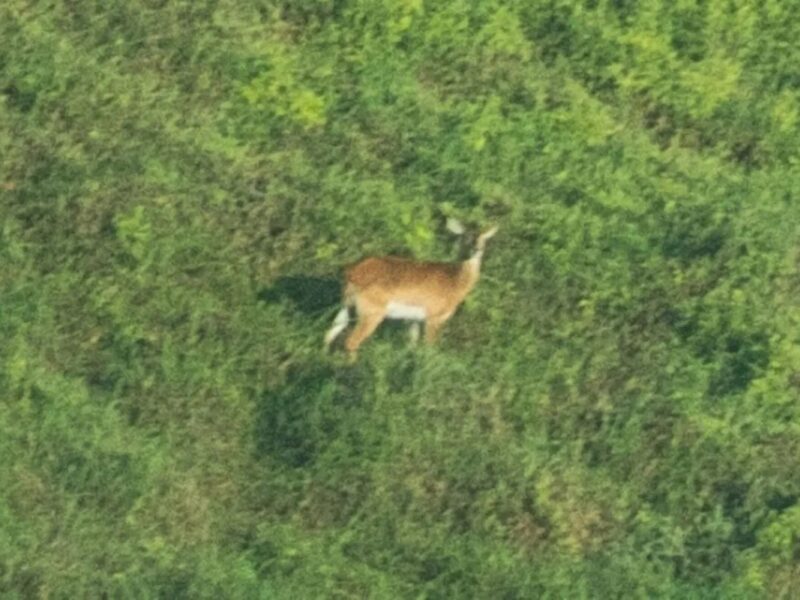 Зникаючий вид антилоп вперше сфотографований живим з 1940 року