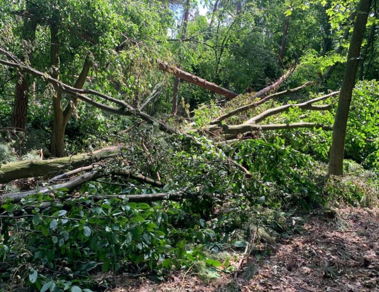 Буревій знищив понад 700 га лісу на Рівненщині
