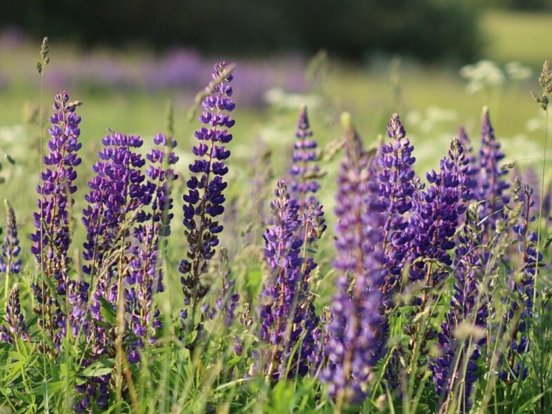 Гороскоп для всіх знаків зодіаку на 1 липня 2025 року