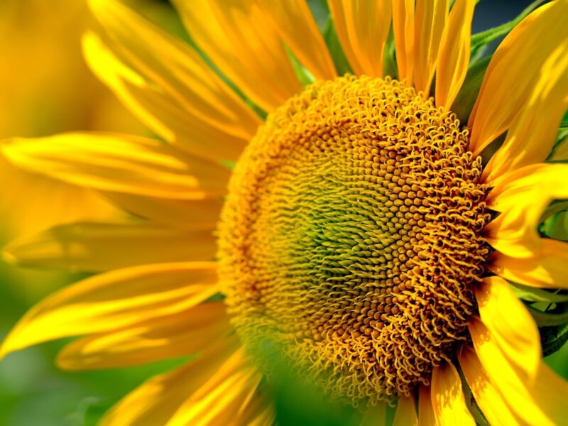 Гороскоп для всіх знаків зодіаку на 11 червня 2025 року