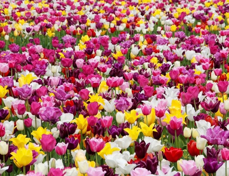 Гороскоп для всіх знаків зодіаку на 17 червня 2025 року