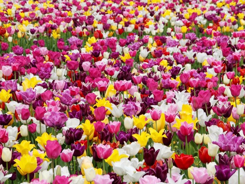 Гороскоп для всіх знаків зодіаку на 17 червня 2025 року