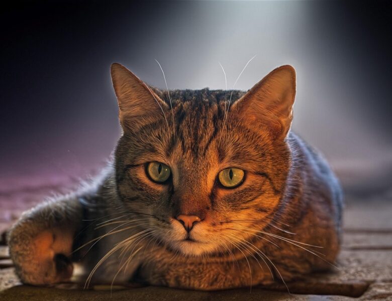 Гороскоп для всіх знаків зодіаку на 24 червня 2025 року