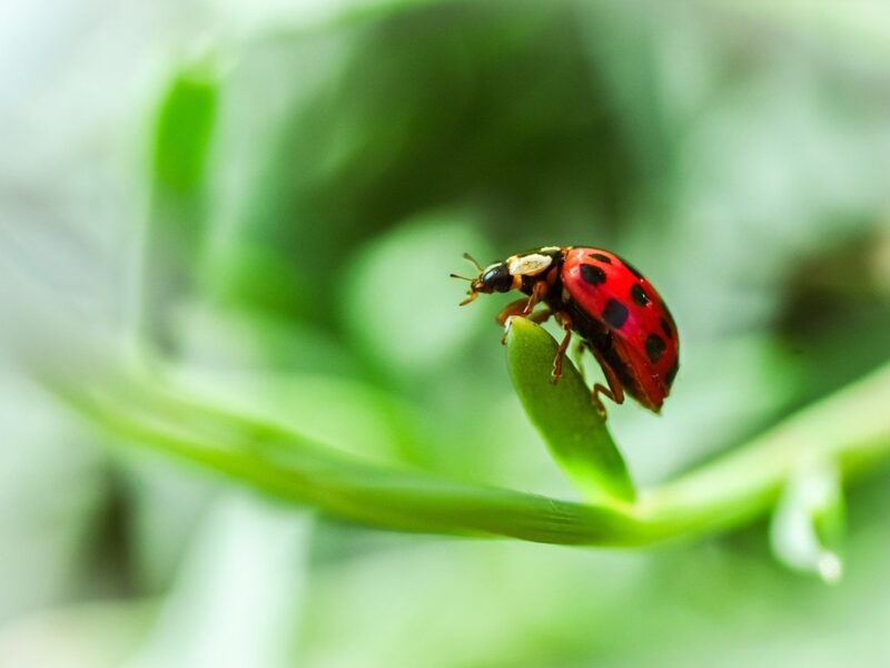 Гороскоп для всіх знаків зодіаку на 25 червня 2025 року