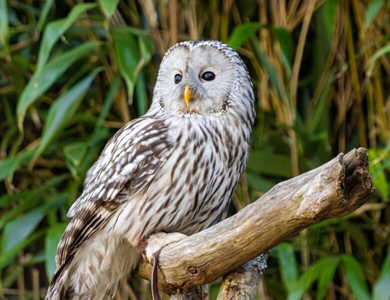 Гороскоп для всіх знаків зодіаку на 26 червня 2025 року