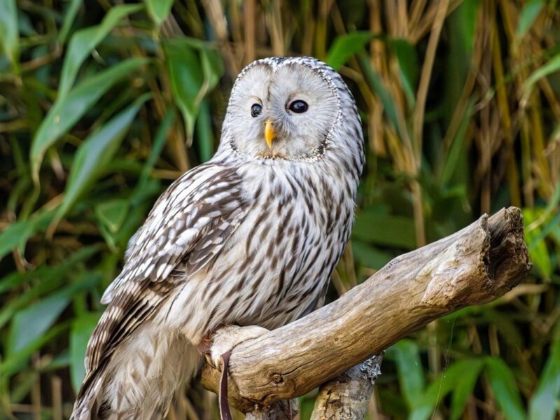 Гороскоп для всіх знаків зодіаку на 26 червня 2025 року