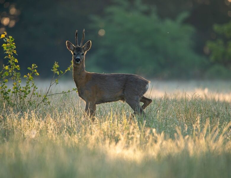 Гороскоп для всіх знаків зодіаку на 5 червня 2025 року