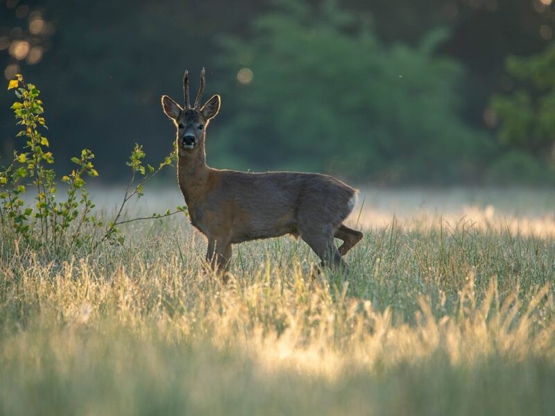 Гороскоп для всіх знаків зодіаку на 5 червня 2025 року