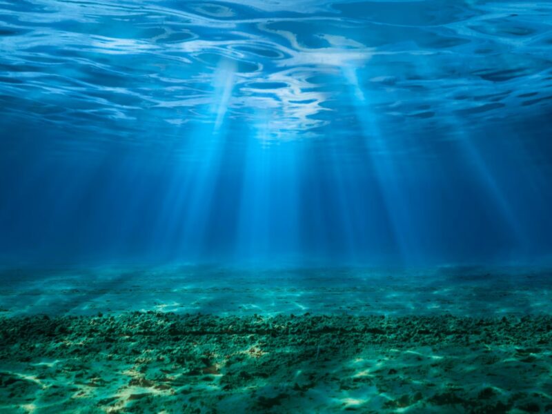 Кислотність океану сягнула критичних рівнів: під загрозою цілі екосистеми