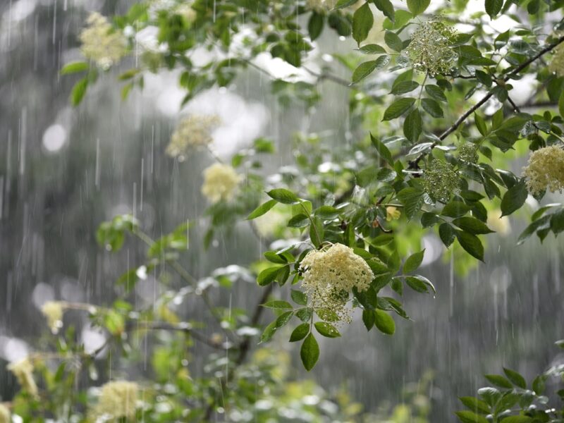 Короткочасні дощі охоплять більшість регіонів на вихідні