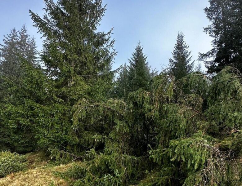 Лісничому загрожує до п’яти років за вирубку дерев у заповіднику