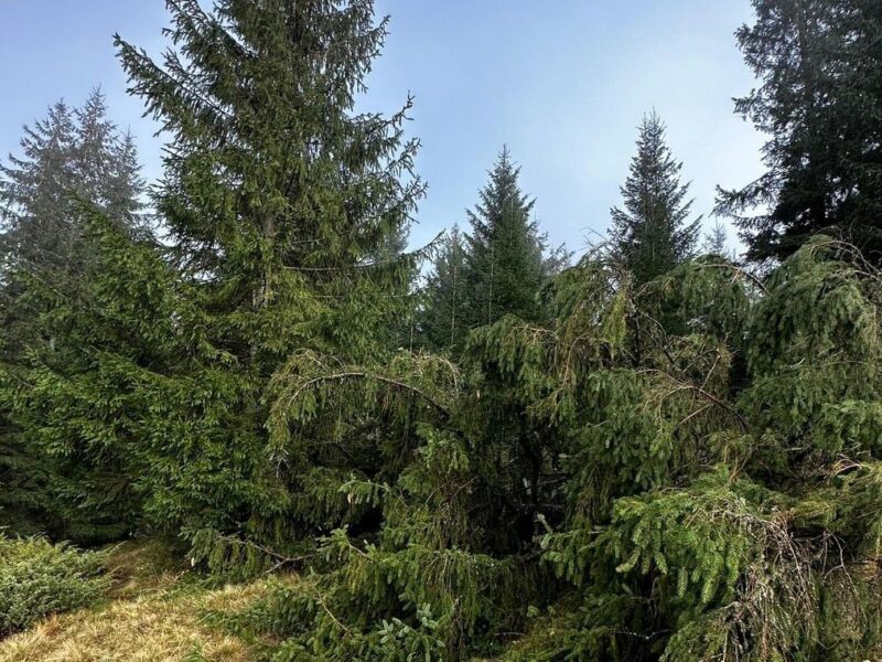 Лісничому загрожує до п’яти років за вирубку дерев у заповіднику