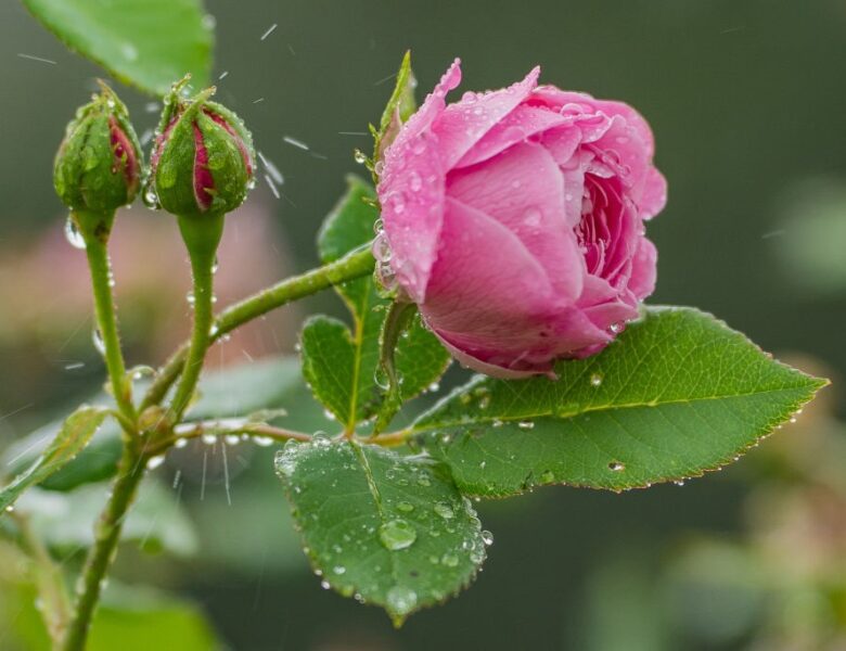 Літо набирає обертів: Україну чекає тепла п’ятниця