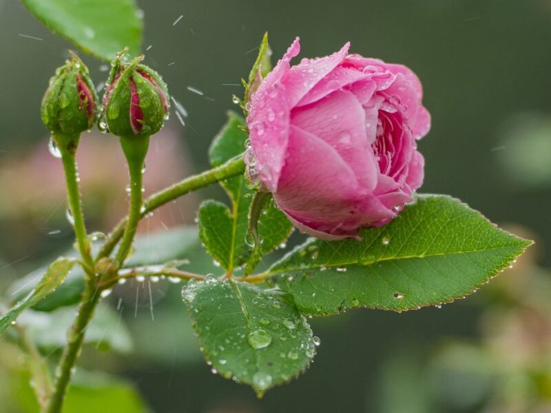 Літо набирає обертів: Україну чекає тепла п’ятниця