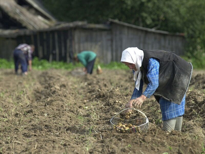 Лукашенко допрацювався до картопляної кризи у Білорусі – ЗМІ