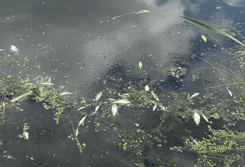 На Житомирщині у річці Случ загинуло 28 тонн риби