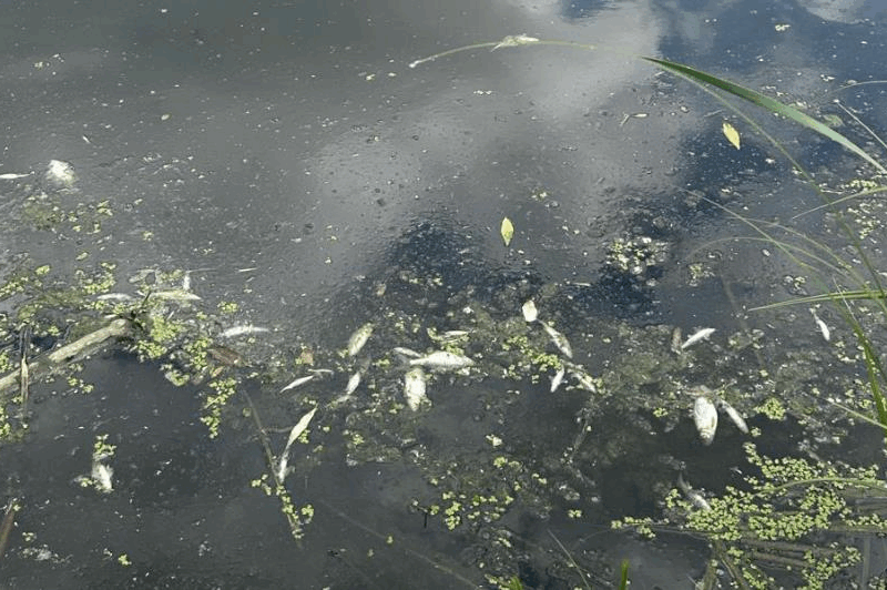 На Житомирщині у річці Случ загинуло 28 тонн риби