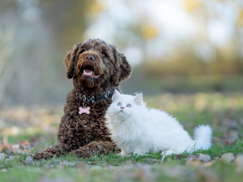 Опендатабот: У 2025 році зросла кількість справ про жорстокість щодо тварин