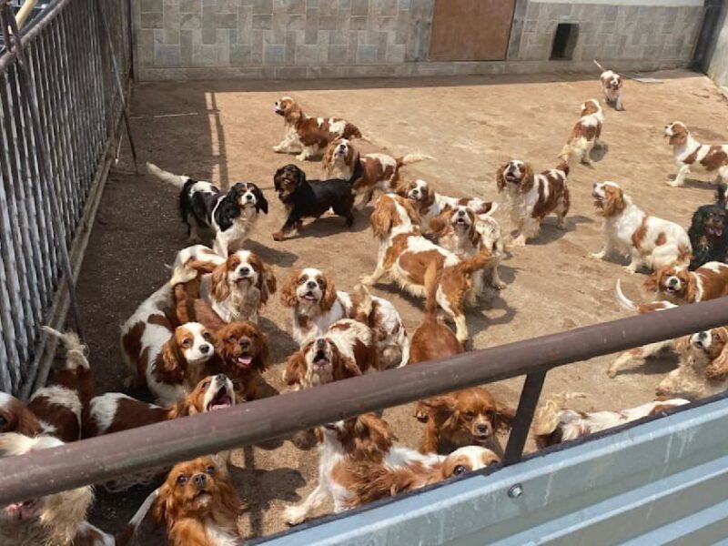 Поліція Словаччини викрила незаконний собачий розплідник