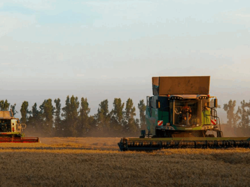 Темпи жнив-2025 відстають від минулорічних у 3,8 раза