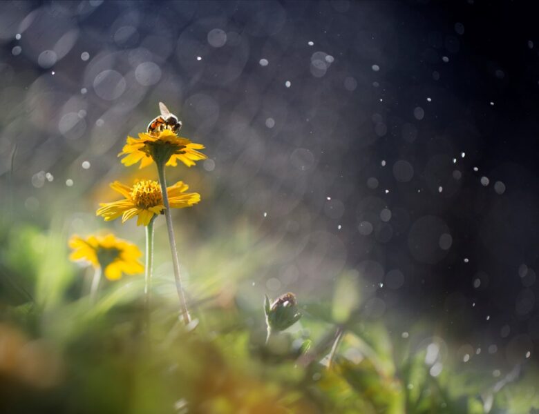 Тепло, подекуди дощі з грозами: прогноз погоди на початок тижня