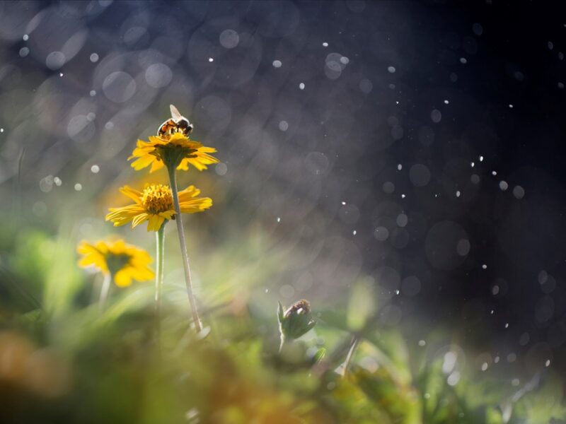 Тепло, подекуди дощі з грозами: прогноз погоди на початок тижня