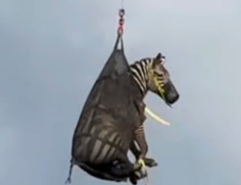 Тиждень на волі: зебра з Теннессі підкорила інтернет