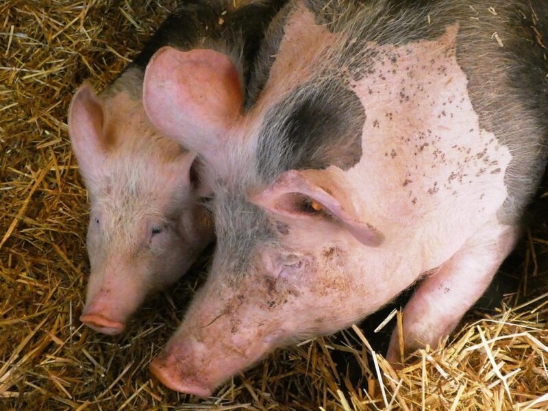 У Чехії через відключення електрики загинули 800 свиней