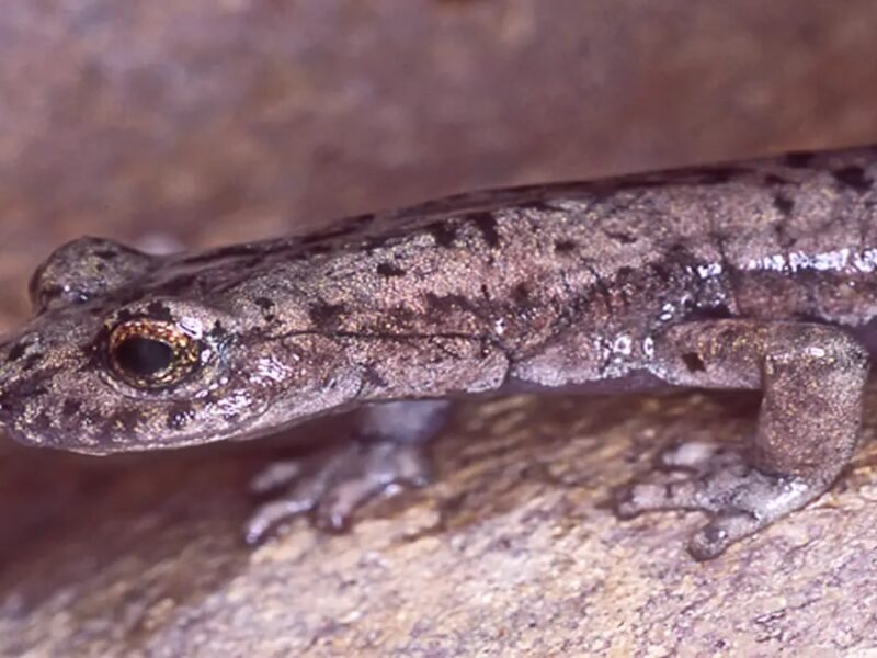 У США виявили новий вимерлий вид саламандри