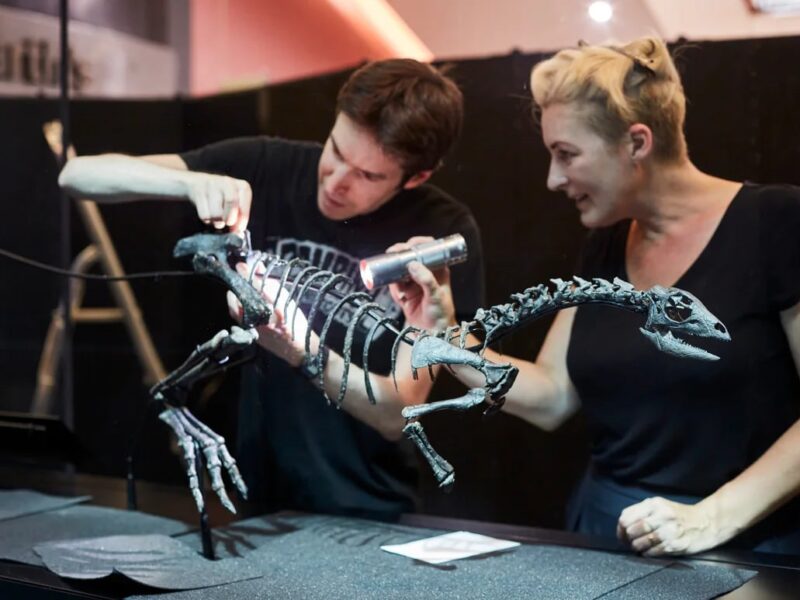 У США знайшли новий вид динозавра