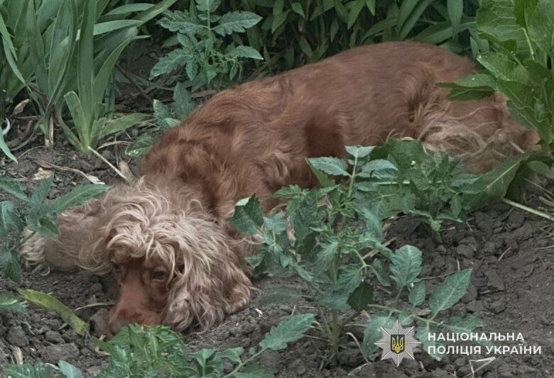 У Тернополі викинули собаку з восьмого поверху: відкрито провадження