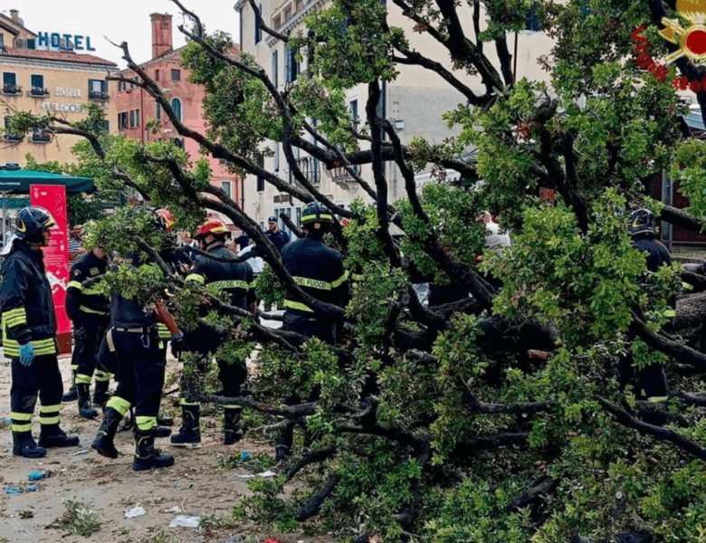 У центрі Венеції 50-річне дерево впало на туристів