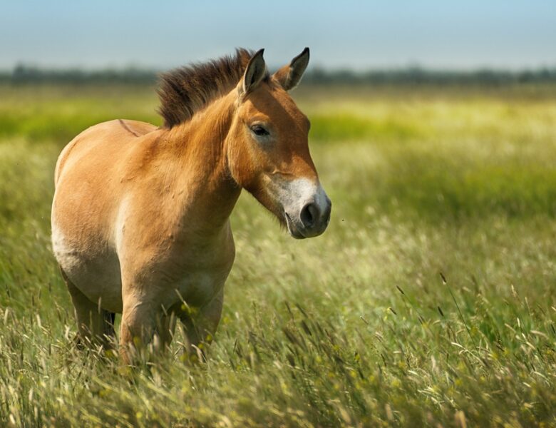 У зоні ЧАЕС на російській міні підірвався червонокнижний кінь