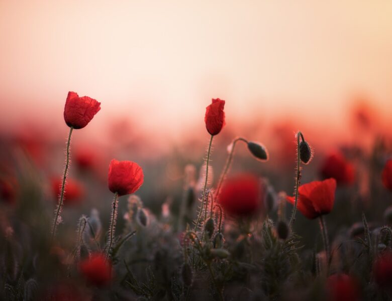 Україна зустріне літо грозами та спекою