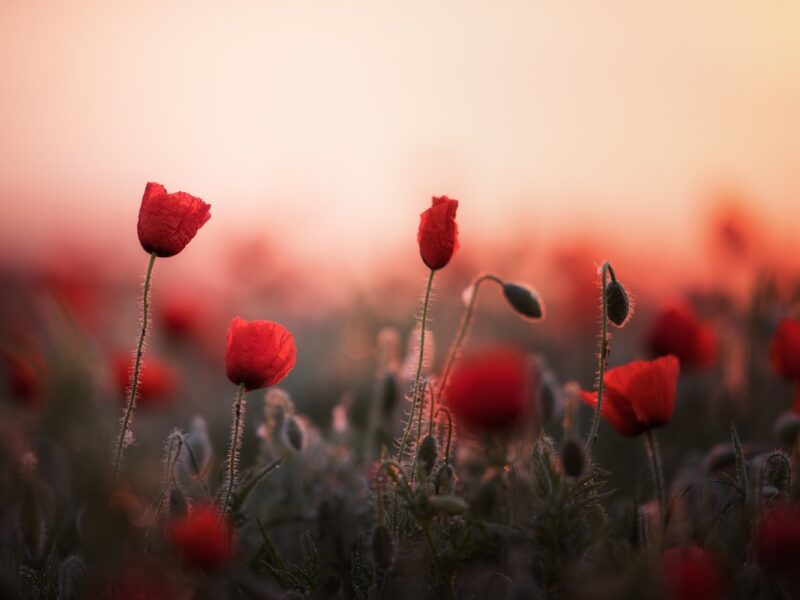 Україна зустріне літо грозами та спекою