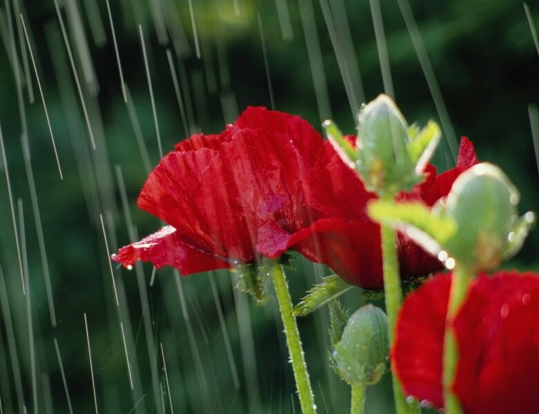 Україну накриють дощі та грози