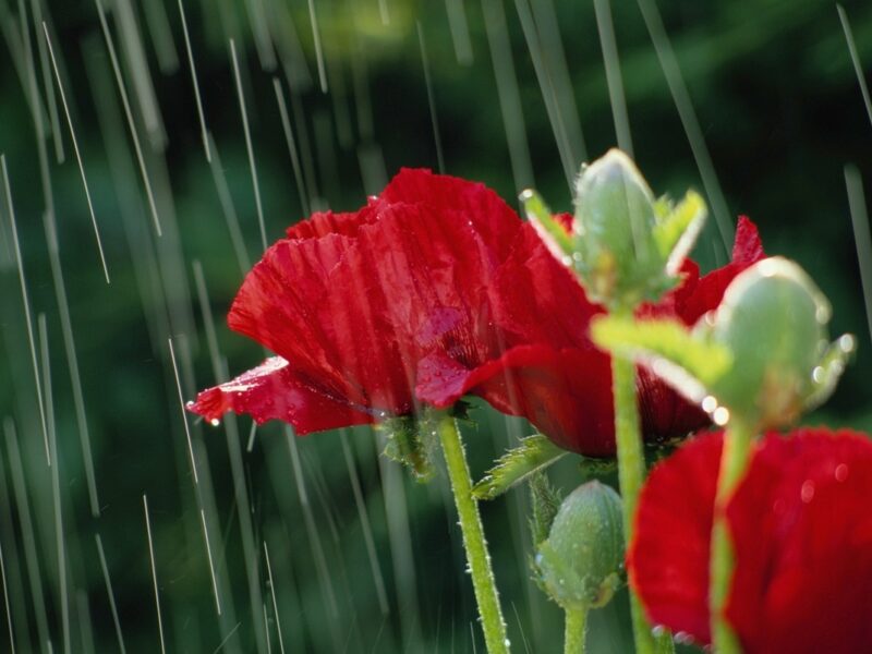 Україну накриють дощі та грози