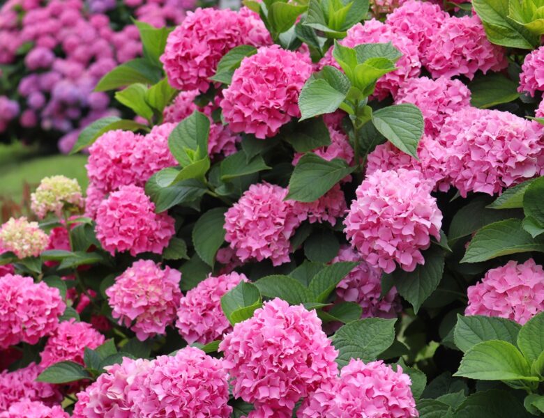 В Україні збережеться переважно прохолодна погода