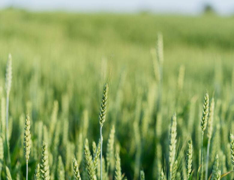 В Україні зібрали перші 35 тис. тонн зерна