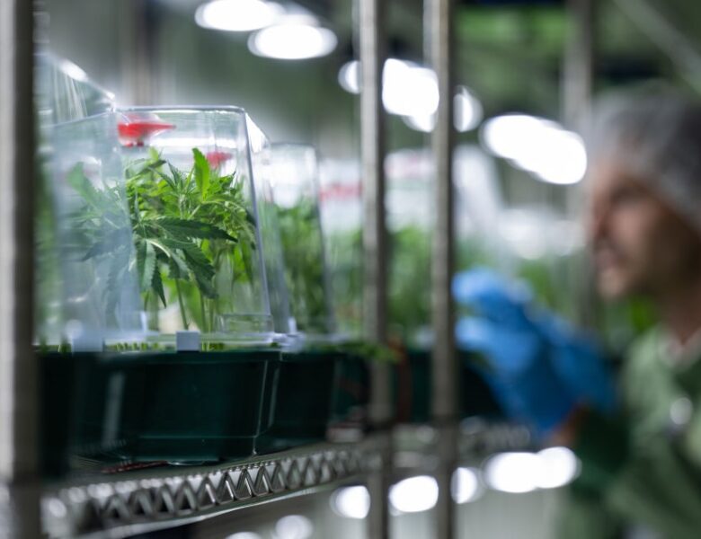 В Україну вперше дозволили імпортувати медичний канабіс