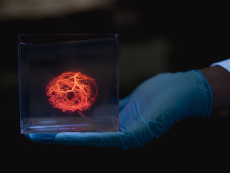 Вчені зможуть друкувати мережі кровоносних судин для штучних органів