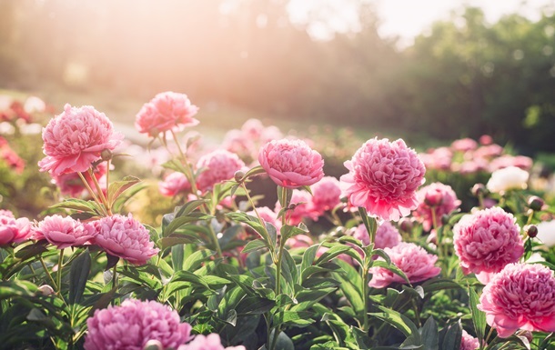 Весна 2025 року увійшла до десяти найтепліших в історії Києва