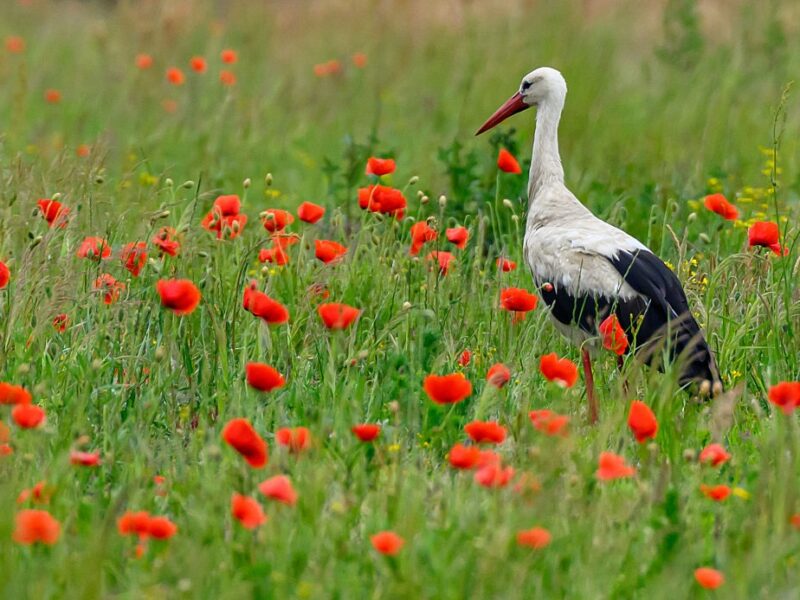 Якою буде погода на початку липня: прогноз синоптиків