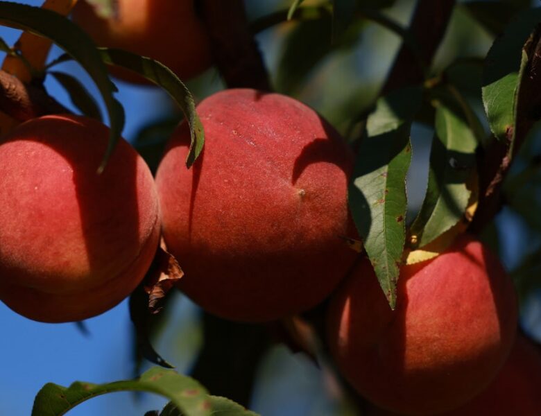 Заморозки знищили до 100% врожаю персиків і абрикосів