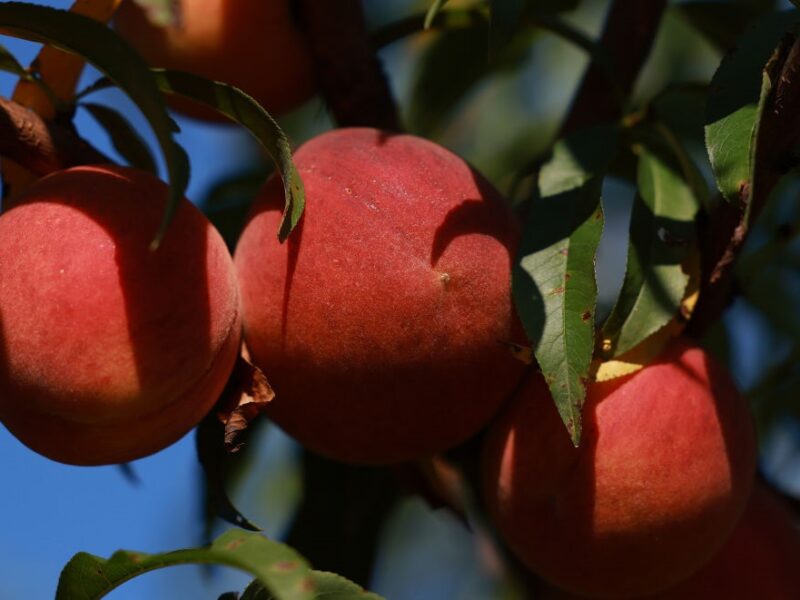 Заморозки знищили до 100% врожаю персиків і абрикосів