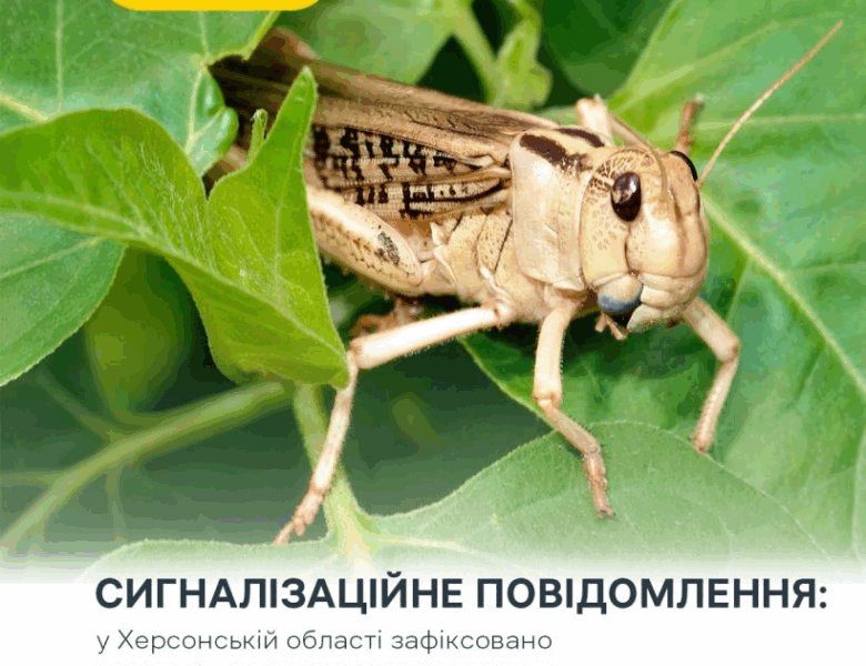 Злісні вегетаріанці: на Херсонщині виявили нашестя сарани