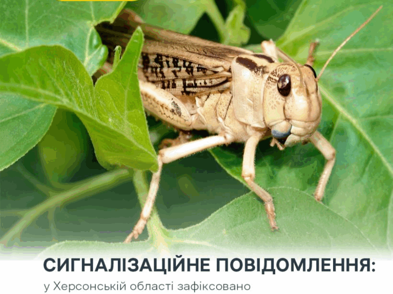 Злісні вегетаріанці: на Херсонщині виявили нашестя сарани