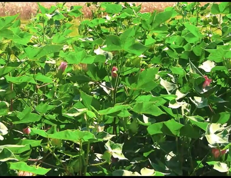 Бавовник – «біле золото» українського півдня