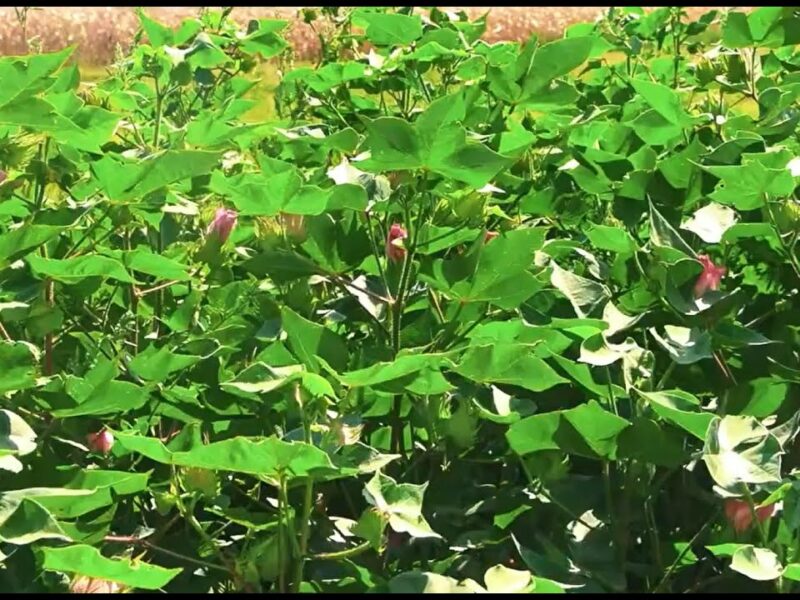 Бавовник – «біле золото» українського півдня