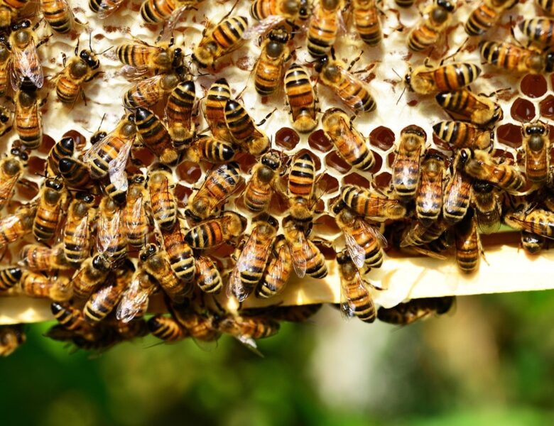 Бджоли напали на перехожих у Франції: понад 20 постраждалих